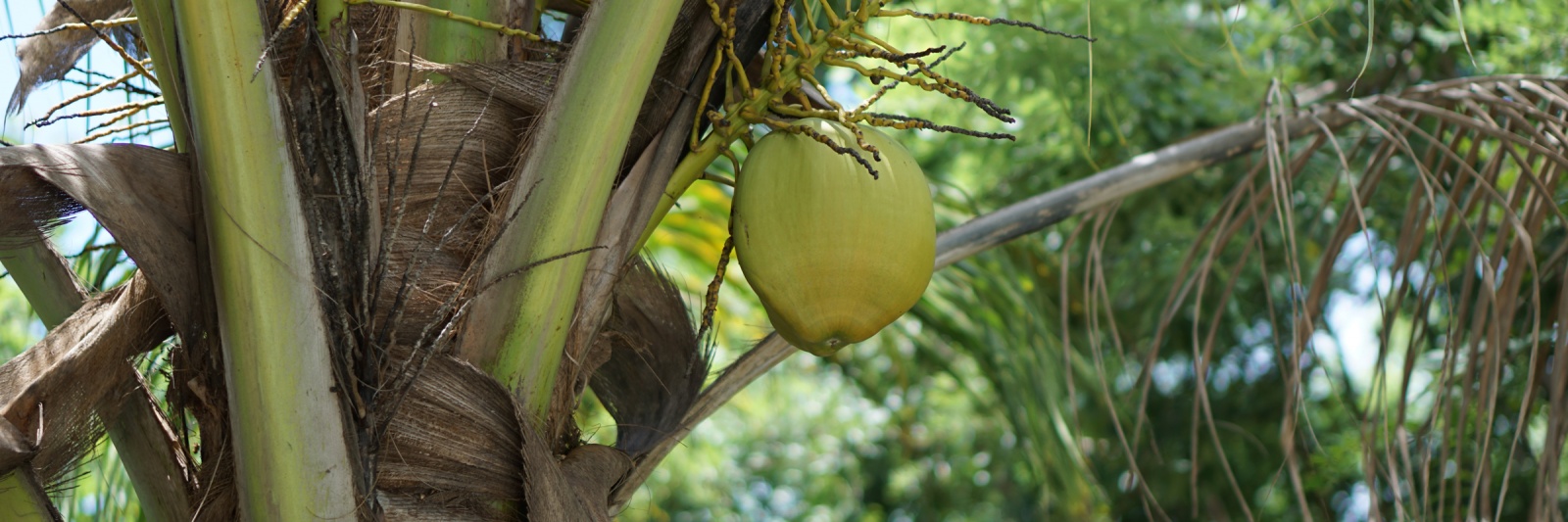 Cocnuts From our Garden