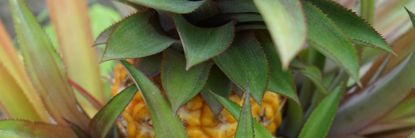 Music A Flavor frpm Paradise